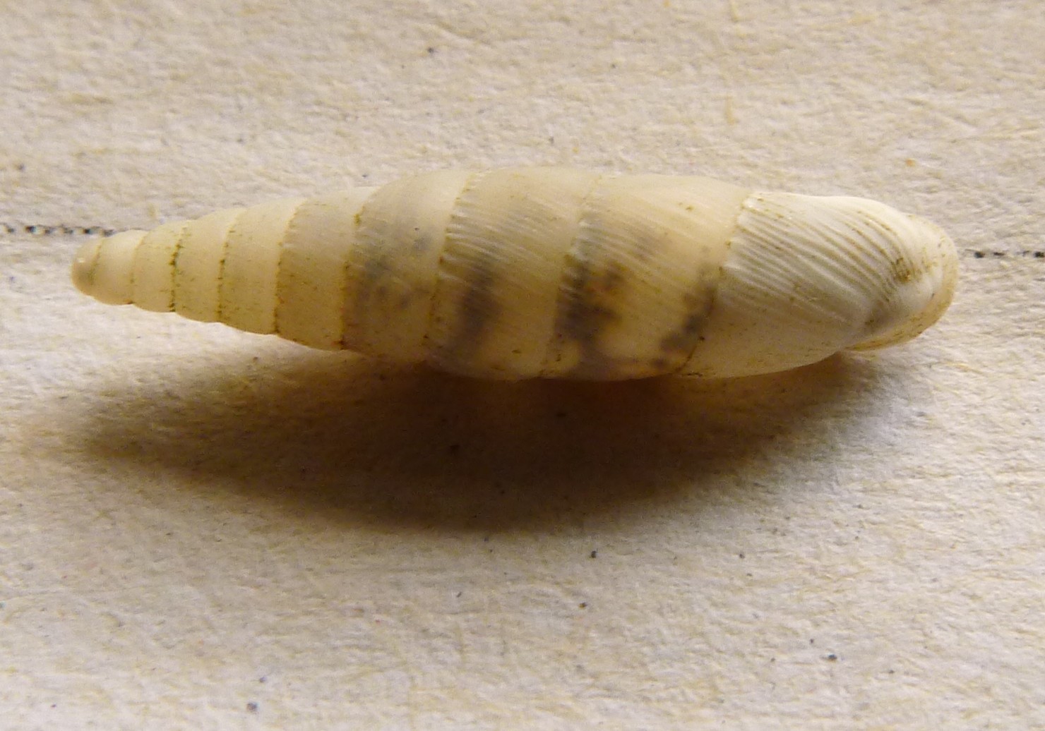 Da Pianosa